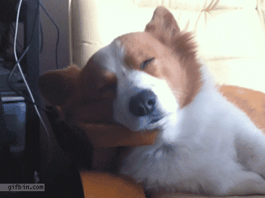 Name:  1365703041_corgi_wakeup_reaction.gif
Views: 245
Size:  3.00 MB