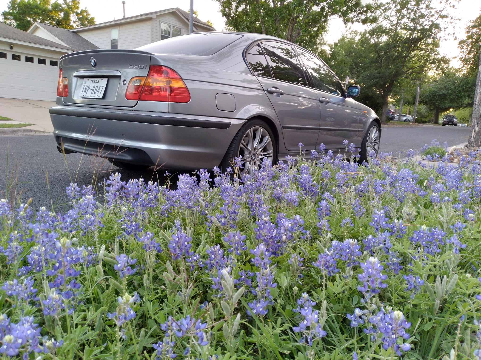 Name:  blue-bonnets.jpg
Views: 45
Size:  1.58 MB