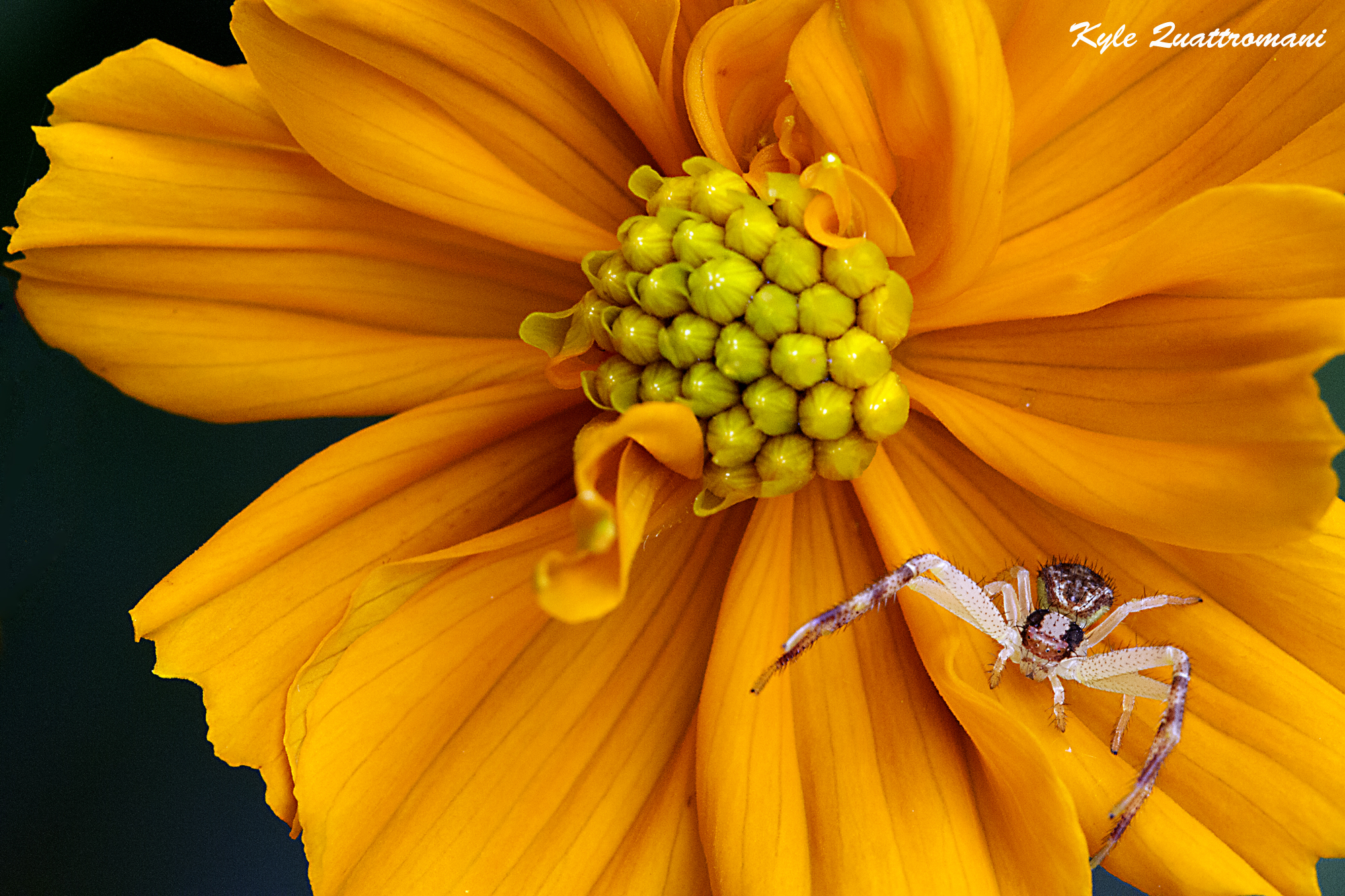 Name:  Crab-Spider-Coreopsis.jpg
Views: 550
Size:  2.37 MB
