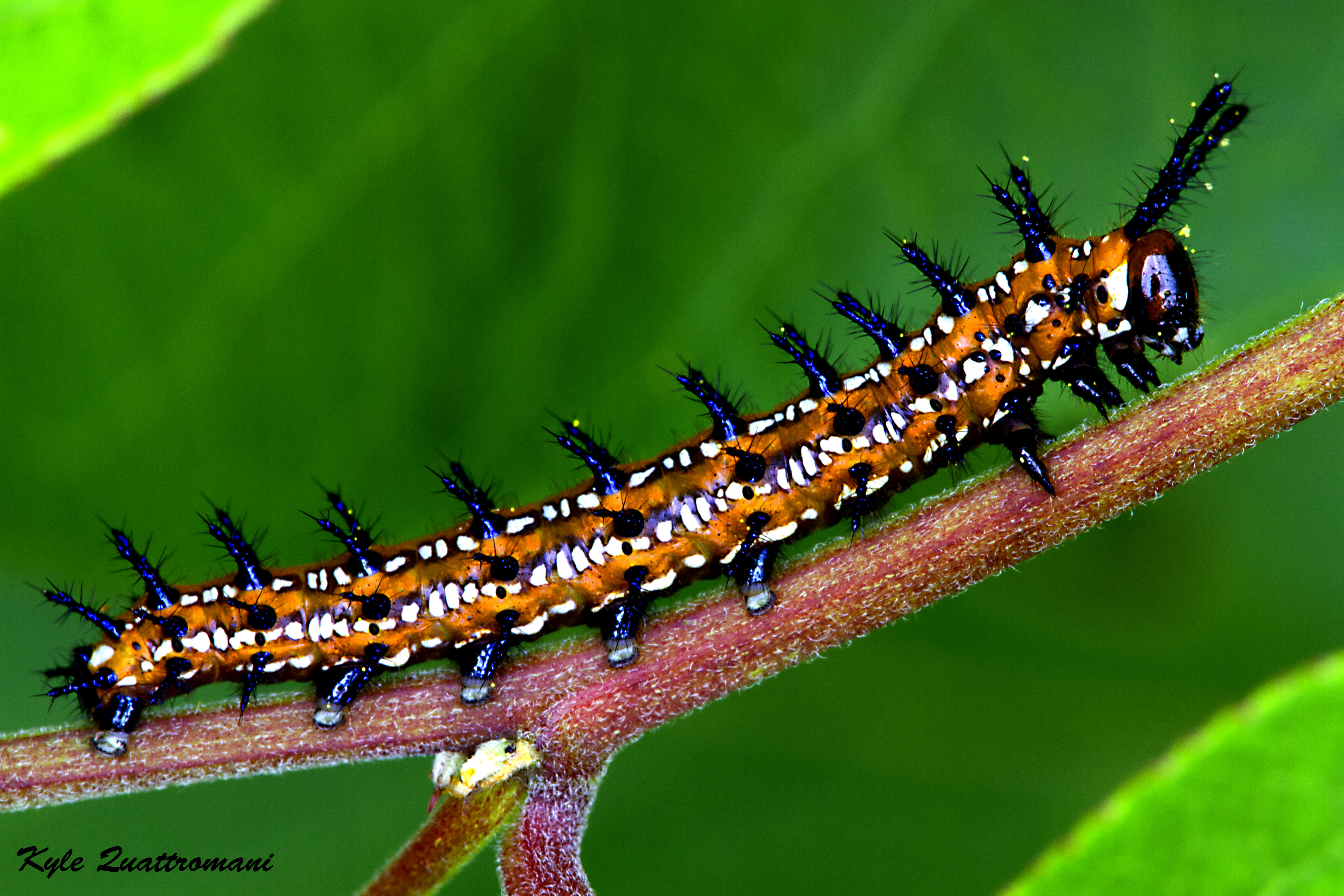 Name:  Gulf-Fritallary-Caterpillar.jpg
Views: 577
Size:  2.25 MB