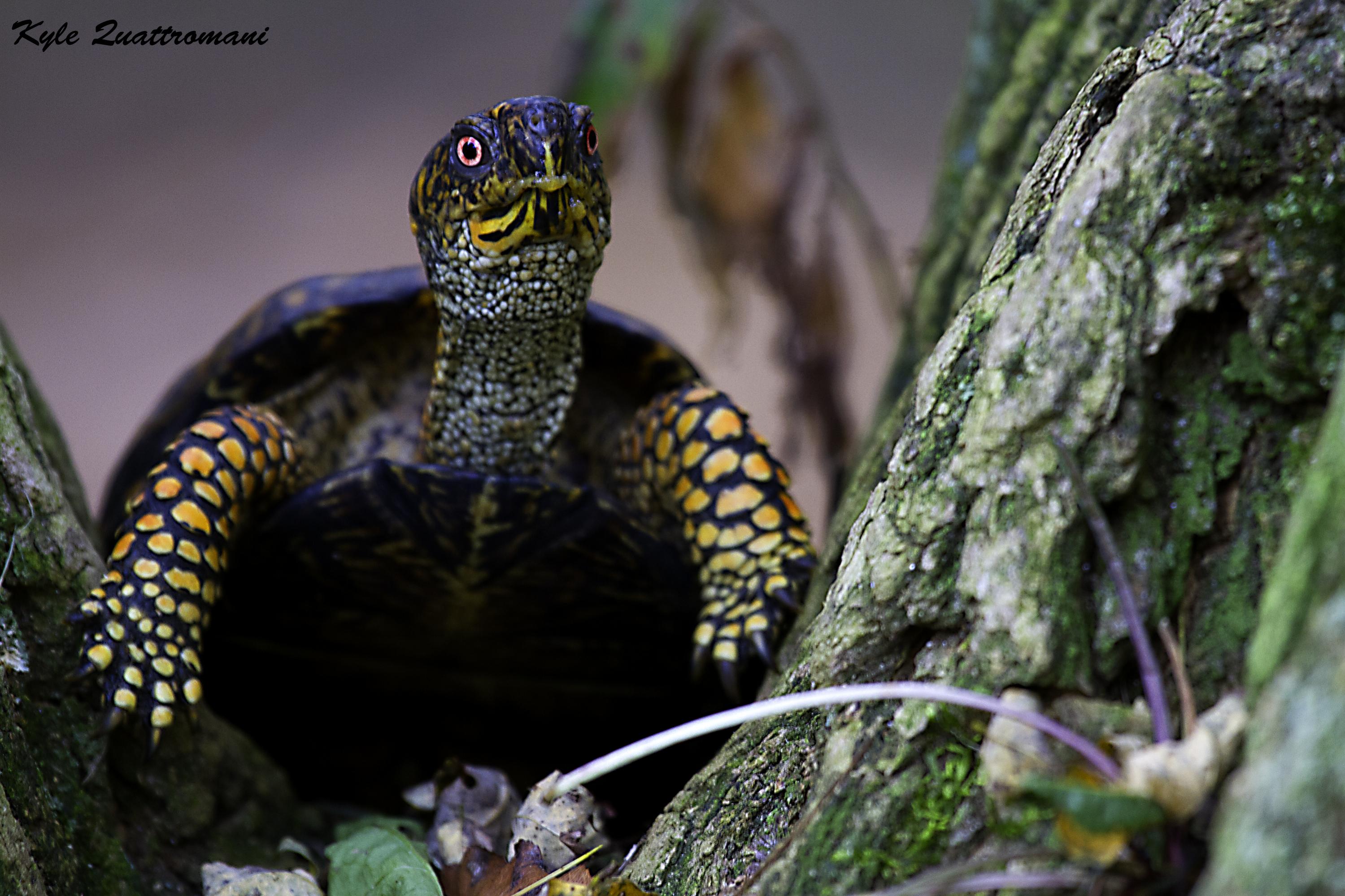 Name:  Box-Turtle.jpg
Views: 361
Size:  585.1 KB